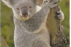 EW-Aust-Koala-Welcome