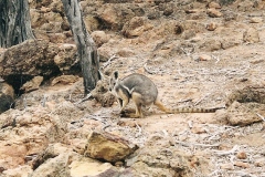 EW-Aust-Wildlife-4