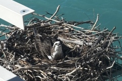 Osprey Mom