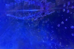 IMG_4971