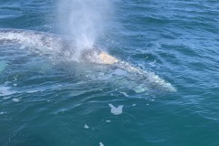 IMG_6008