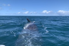 IMG_6082