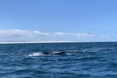 IMG_6100