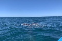 IMG_6117