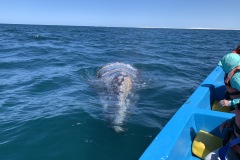IMG_6118