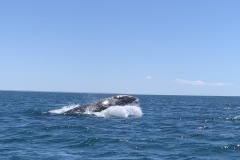 IMG_E6147