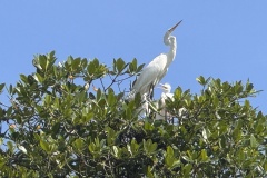 IMG_8917