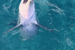 IMG_1561b