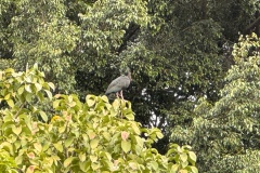 IMG_0802
