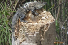 P1170267