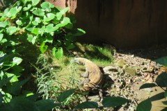 IMG_0055