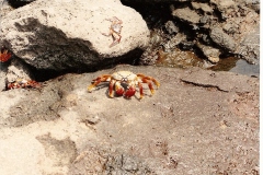 0003-Crabs-2