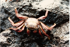 0003-Crabs-4