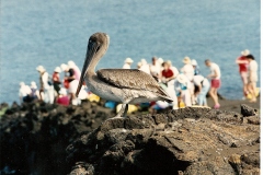 0004-Pelican