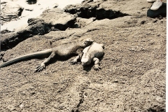 0005-Iguana-1