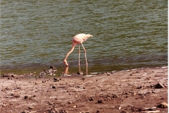 0006-Flamingo