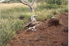 0007-Boobie-Bird-Blue-Foot