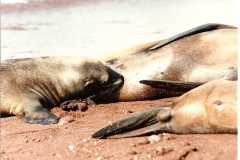 0008-Sea-Lion-1