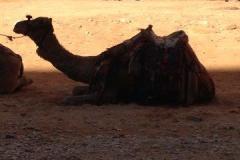 Israel-Jordan-1023
