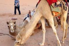 Israel-Jordan-1180
