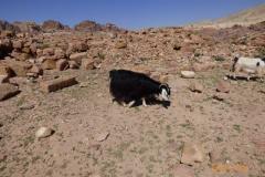 Israel-Jordan-983
