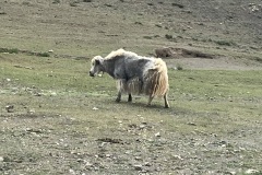 IMG_5430