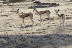 IMG_2458
