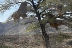 Weaver birds nest