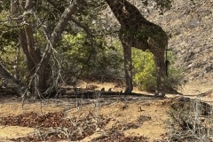IMG_4150