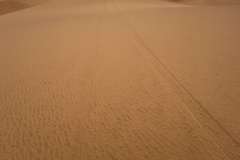 IMG_4455