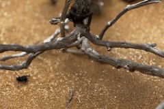 IMG_E4095