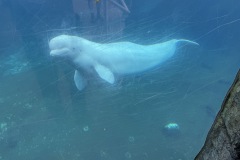 IMG_5593