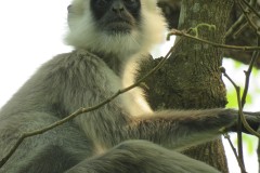 XHCS3802