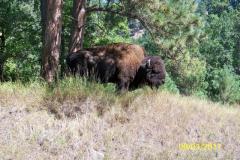 100-00125202528152529