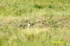 100-0012520252822529