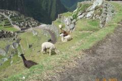 Peru-140