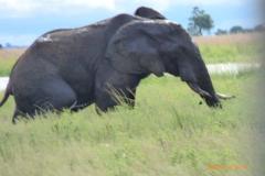 Africa-1003
