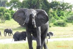 Africa-1006