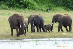 Africa-1014