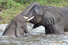 Africa-1045