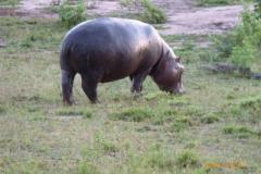 Africa-1080