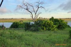 Africa-1083