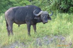 Africa-1099