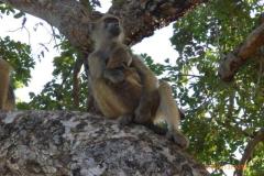 Africa-1119