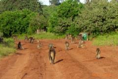 Africa-1121