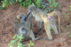 Africa-1123