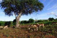 Africa-1124