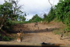 Africa-1127