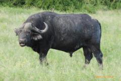 Africa-1151