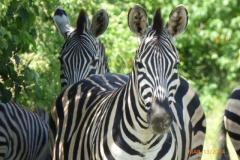 Africa-1172